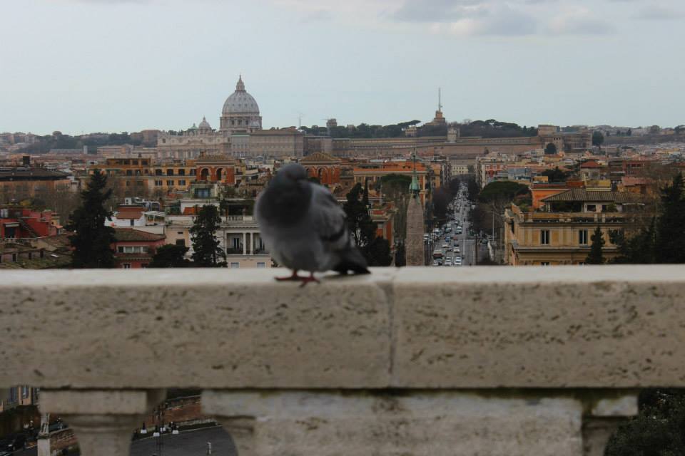 piggeon on a wall at a viewpoint with the city of rome in the background